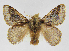  (Euglyphis indentata - INB0003756185)  @13 [ ] Copyright (2012) J. Montero Instituto Nacional de Biodiversidad
