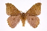  (Hylesia bertrandi bertrandi - INB0003756258)  @14 [ ] Copyright (2012) I. Chacon Instituto Nacional de Biodiversidad