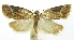  (Cuproxena neonereidanaEPR02 - INB0003756523)  @13 [ ] CreativeCommons - Attribution Non-Commercial Share-Alike (2012) National Biodiversity Institute of Costa Rica National Biodiversity Institute of Costa Rica