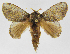  (Euglyphis necopina - INB0003766606)  @14 [ ] Copyright (2012) J. Montero Instituto Nacional de Biodiversidad