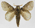  (Euglyphis julianaJMR01 - INB0003863140)  @14 [ ] Copyright (2012) J. Montero Instituto Nacional de Biodiversidad