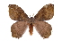  (Hylesia aeneidesICHG01 - INB0003928855)  @15 [ ] Copyright (2012) I. Chacon Instituto Nacional de Biodiversidad