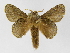  (Euglyphis mariaJMR02 - INB0003935567)  @14 [ ] Copyright (2012) J. Montero Instituto Nacional de Biodiversidad