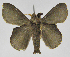  (Euglyphis definitaJMR03 - INB0003947916)  @14 [ ] Copyright (2012) J. Montero Instituto Nacional de Biodiversidad