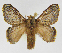  (Euglyphis libnitesJMR01 - INB0003955710)  @14 [ ] Copyright (2012) J. Montero Instituto Nacional de Biodiversidad