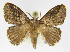  (Euglyphis palmaJMR04 - INB0003982722)  @14 [ ] Copyright (2012) J. Montero Instituto Nacional de Biodiversidad