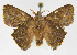  (Euglyphis modestaJMR02 - INB0003982724)  @13 [ ] Copyright (2012) J. Montero Instituto Nacional de Biodiversidad