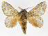  (Euglyphis phedonioidesDHJ02 - INB0004041768)  @13 [ ] Copyright (2012) J. Montero Instituto Nacional de Biodiversidad