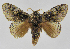  (Euglyphis bardaJMR01 - INB0004052280)  @14 [ ] Copyright (2012) J. Montero Instituto Nacional de Biodiversidad