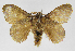  (Euglyphis deustaJMR12 - INB0004067498)  @14 [ ] Copyright (2012) J. Montero Instituto Nacional de Biodiversidad