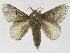  (Euglyphis julianaDHJ02 - INB0004078383)  @14 [ ] Copyright (2012) J. Montero Instituto Nacional de Biodiversidad
