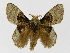  (Euglyphis larundaJMR03 - INB0004110986)  @15 [ ] Copyright (2012) J. Montero Instituto Nacional de Biodiversidad