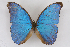  (Morpho amathonteICG01 - INB0004111432)  @14 [ ] CreativeCommons - Attribution Non-Commercial Share-Alike (2012) National Biodiversity Institute of Costa Rica National Biodiversity Institute of Costa Rica