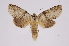  (Meragisa thryestonICG01 - INB0004137990)  @14 [ ] Copyright (2012) I. Chacon Instituto Nacional de Biodiversidad