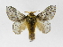  (Euglyphis directaJMR03 - INB0004160660)  @15 [ ] Copyright (2012) J. Montero Instituto Nacional de Biodiversidad