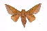  (Adeloneivaia boisduvalii - INB0004160725)  @15 [ ] Copyright (2012) I. Chacon Instituto Nacional de Biodiversidad