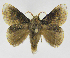  (Euglyphis phyllisJMR01 - INB0004187601)  @14 [ ] Copyright (2012) J. Montero Instituto Nacional de Biodiversidad