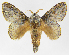  (Euglyphis laroniaJMR02 - INB0004187611)  @14 [ ] Copyright (2012) J. Montero Instituto Nacional de Biodiversidad