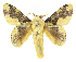  (Euglyphis thyatira - INB0004215817)  @15 [ ] Copyright (2012) J. Montero Instituto Nacional de Biodiversidad