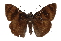  (Echelatus isidro - INB0004250666)  @13 [ ] Copyright (2012) I. Chacon Instituto Nacional de Biodiversidad