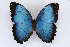  (Morpho polybaptus - INB0004278041)  @15 [ ] CreativeCommons - Attribution Non-Commercial Share-Alike  National Biodiversity Institute of Costa Rica National Biodiversity Institute of Costa Rica