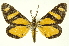  (Phaeochlaena costaricensis - INB0004338509)  @15 [ ] Copyright (2012) Juan Mata Lorenzen INBio