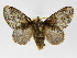  (Euglyphis consolabilis - INBIOCRI001615503)  @15 [ ] Copyright (2012) J. Montero Instituto Nacional de Biodiversidad