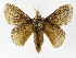  (Euglyphis mariaJMR01 - INBIOCRI001839330)  @15 [ ] Copyright (2012) J. Montero Instituto Nacional de Biodiversidad