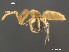 (Brachymyrmex AFRC-MPU-01 - AFR-HGL-AL-HC-F08)  @15 [ ] Unspecified (default): All Rights Reserved  Unspecified Unspecified