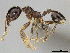  (Pheidole afrc-za02 - CASENT0814087)  @14 [ ] CreativeCommons - Attribution (2018) Brian Fisher California Academy of Sciences