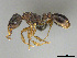  (Tetramorium bothae - CASENT0814067)  @15 [ ] CreativeCommons - Attribution (2018) Brian Fisher California Academy of Sciences