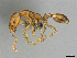  (Monomorium afrc-za36 - CASENT0814020)  @15 [ ] CreativeCommons - Attribution (2018) Brian Fisher California Academy of Sciences