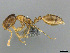  (Monomorium afrc-za32 - CASENT0814019)  @15 [ ] CreativeCommons - Attribution (2018) Brian Fisher California Academy of Sciences