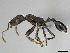  (Monomorium albopilosum - CASENT0814028)  @14 [ ] CreativeCommons - Attribution (2018) Brian Fisher California Academy of Sciences