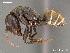  (Camponotus AFRC-LIM-01 - AFR-TQM-140-B1-i)  @14 [ ] Unspecified (default): All Rights Reserved  Unspecified Unspecified