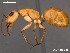  (Camponotus AFRC-NAM-02 - AFR-CND-2010-20-F06)  @16 [ ] Unspecified (default): All Rights Reserved  Unspecified Unspecified