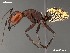  (Camponotus detritus - AFR-CND-2010-02-F01)  @15 [ ] Unspecified (default): All Rights Reserved  Unspecified Unspecified