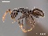  (Lepisiota crinita A - AFR-EZK1-HC-F41)  @16 [ ] Unspecified (default): All Rights Reserved  Unspecified Unspecified