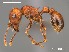  (Tetramorium rufescens - AFR-CND-2010-33-F04)  @15 [ ] Unspecified (default): All Rights Reserved  Unspecified Unspecified