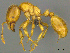  (Solenopsis AFRC-ZA06 - casent0812019)  @13 [ ] CreativeCommons - Attribution (2017) Peter Hawkes AfriBugs CC