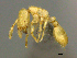  (Solenopsis AFRC-ZA03 - casent0255304)  @14 [ ] CreativeCommons - Attribution (2017) Peter Hawkes AfriBugs CC