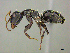  (Camponotus AFRC-ZA61 - casent0255695)  @15 [ ] CreativeCommons - Attribution (2017) Peter Hawkes AfriBugs CC