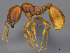  (Solenopsis AFRC-ZA09 - casent0812006)  @15 [ ] CreativeCommons - Attribution (2017) Peter Hawkes AfriBugs CC