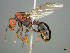  (Messor AFRC-ZA02 - casent0812035)  @15 [ ] CreativeCommons - Attribution (2017) Peter Hawkes AfriBugs CC