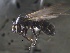  (Camponotus sp. 1 - 2009-022a)  @13 [ ] Copyright (2011) NA University of Arkansas
