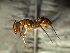  (Camponotus sp. 3 - 2009-028)  @14 [ ] Copyright (2011) NA University of Arkansas