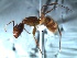  (Camponotus balzani - 2009-509)  @14 [ ] Copyright (2011) NA University of Arkansas