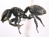  (Cephalotes cristatus - 10BELIZE-0126)  @15 [ ] Unspecified (default): All Rights Reserved  Unspecified Unspecified