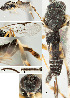  ( - DHJPAR0035478)  @12 [ ] CreativeCommons  Attribution Non-Commercial Share-Alike (2018) Jose Fernandez-Triana Canadian National Collection of Insects, Arachnids and Nematodes
