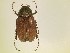  (Phyllophaga ilicis variant - MP292)  @13 [ ] Unspecified (default): All Rights Reserved  Unspecified Unspecified